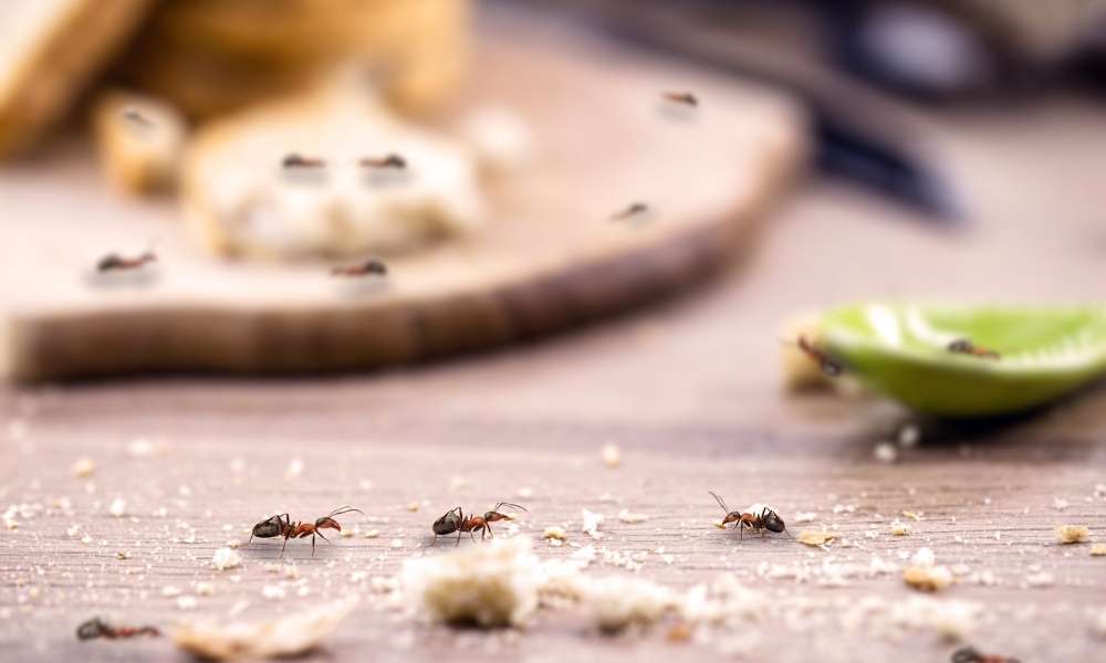 How to get rid of ants in the kitchen