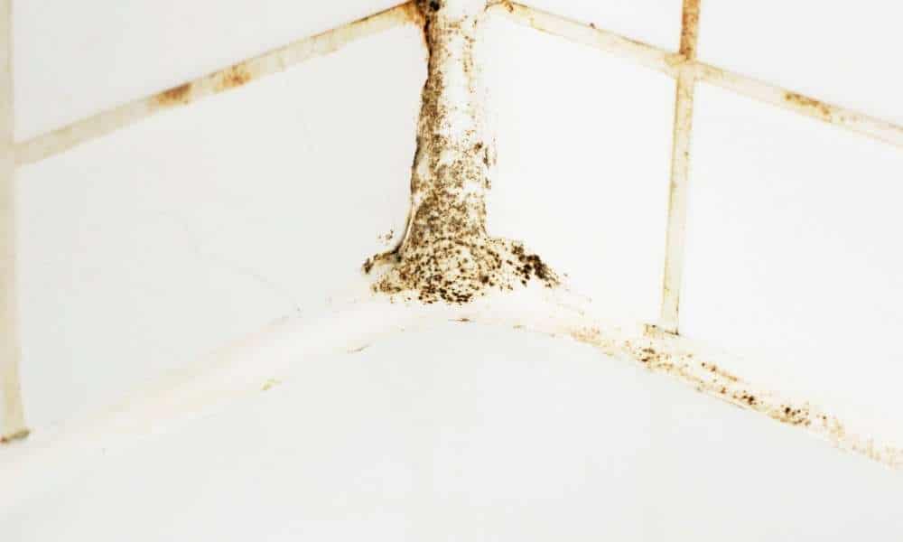 Why wearing a black mold on shower silicone is a problem