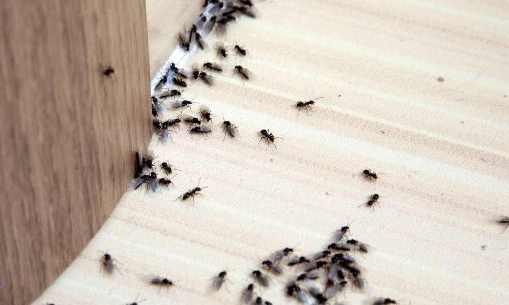ANTS IN SPECIFIC PLACES IN THE KITCHEN AREA