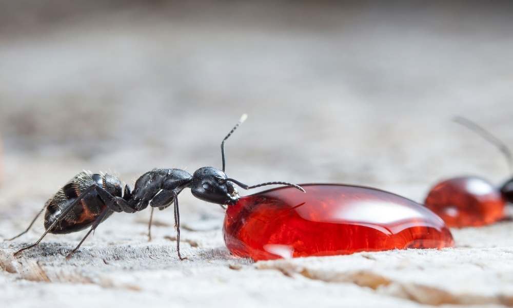 ARE ANTS IN THE KITCHEN AREA DANGEROUS?