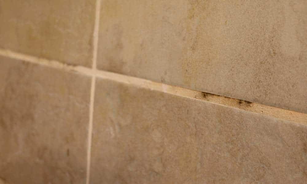 What is Mold in Shower Grout?