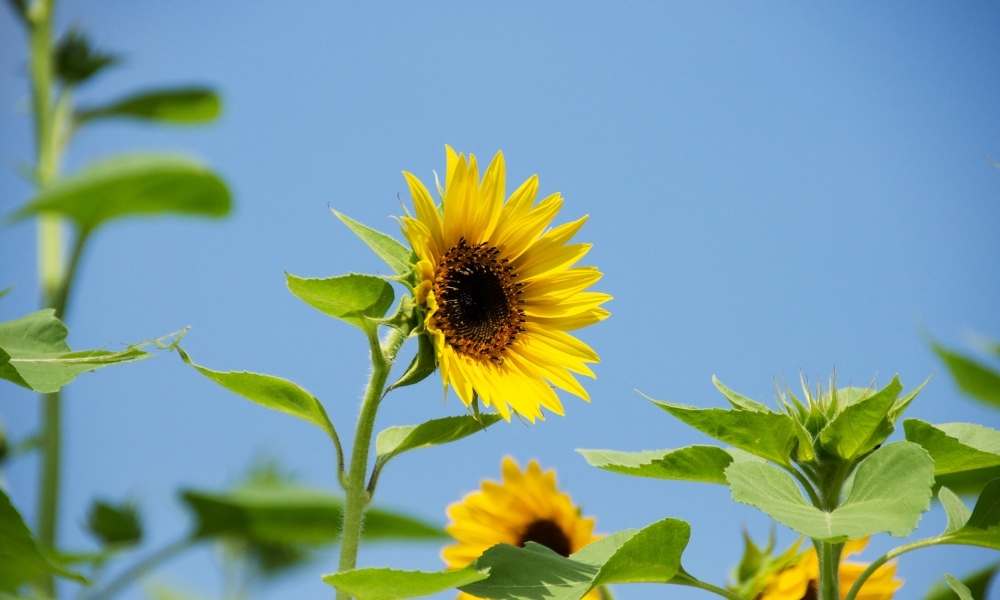 What is a Sunflower?
