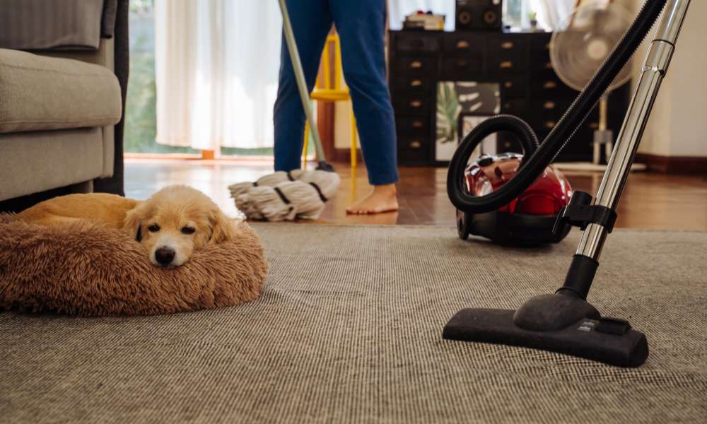 what is the best vacuum cleaner for pet hair