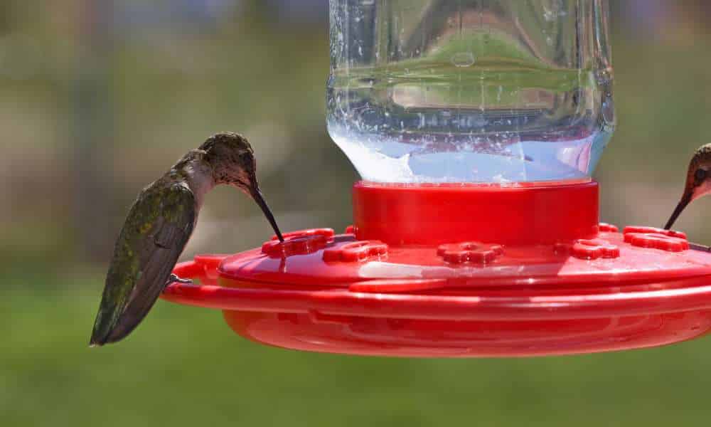 What Are The Best Feeders And Waterers For Bird Cages