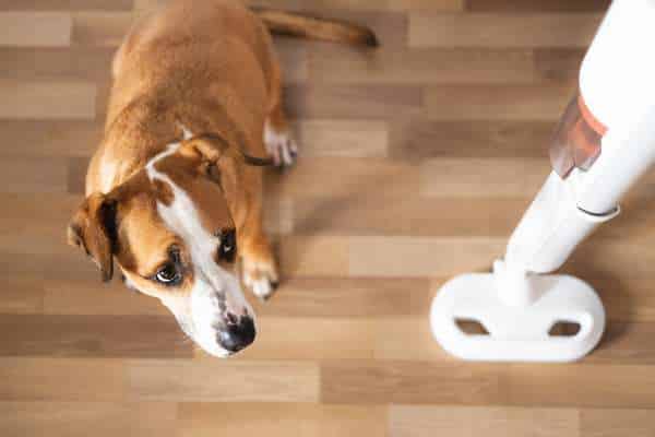 Key Features to Look for in a Pet Hair Vacuum Cleaner