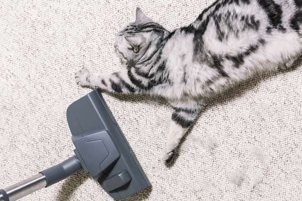 Best Canister Vacuum Cleaners for Pet Hair