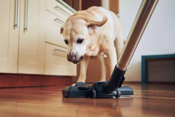 Best Stick Vacuum Cleaners for Pet Hair