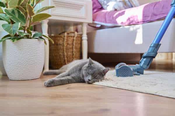 Best Handheld Vacuum Cleaners for Pet Hair