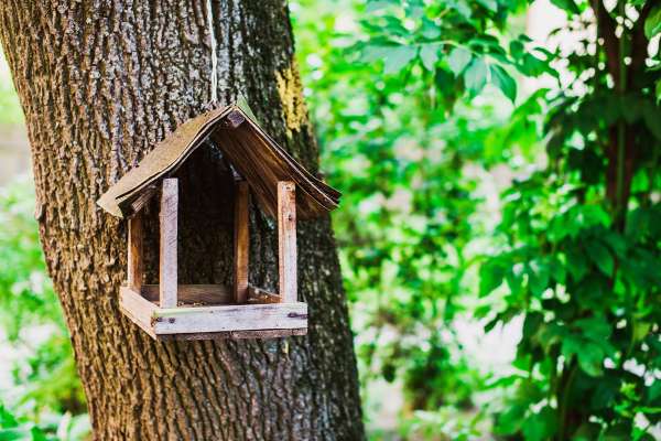 Seed and Pellet Feeders: Choosing the Right Type for Your Bird