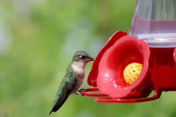 Nectar Feeders: Essential for Hummingbirds and Similar Species