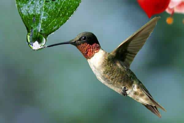 Siphon Waterers: Constant Water Supply for Your Birds