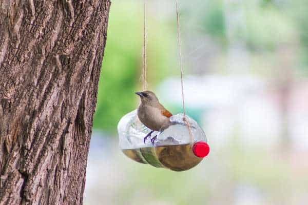 DIY Feeders and Waterers