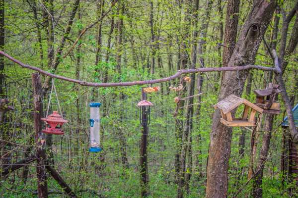 Customer Reviews and Recommendations for Bird Feeders and Waterers