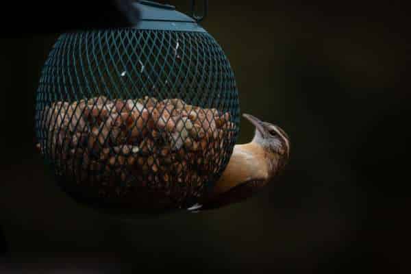 Features to Look for in Bird Feeders