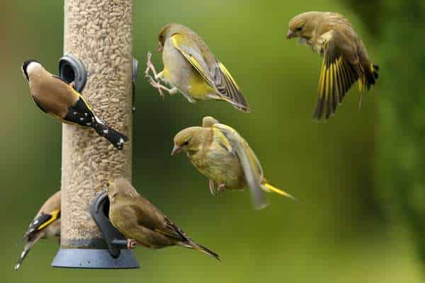 Top Bird Feeder Brands