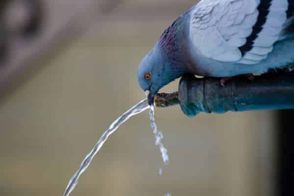 Types of Bird Waterers