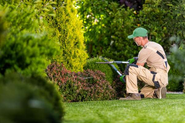 Essential Pruning Tools for Garden Maintenance