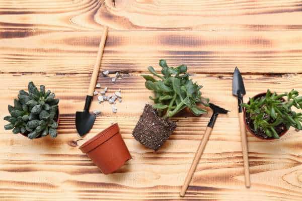 Top Tools for Planting and Transplanting