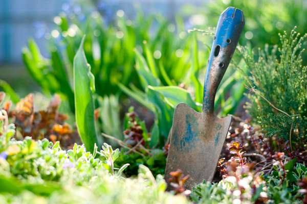 Importance of Using the Right Weeding Tools